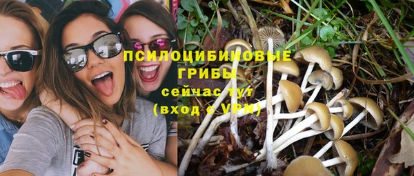 ПСИЛОЦИБИНОВЫЕ ГРИБЫ Новозыбков